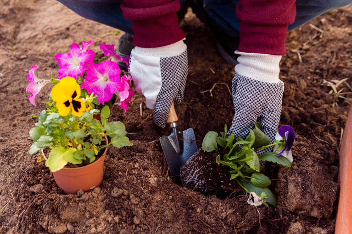 plantare_flori