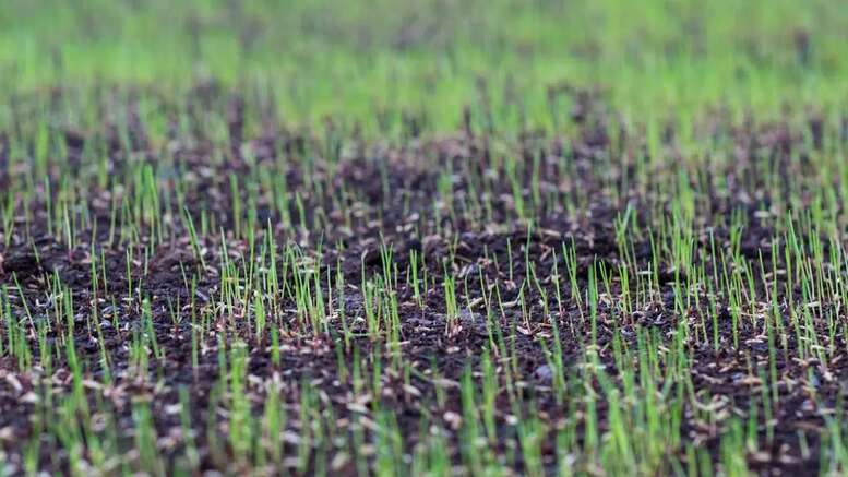 seminte_gazon_plantate